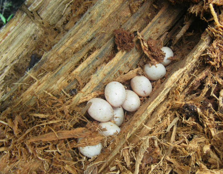 Five-lined Skink Eggs